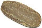 Macroneuropteris Fern Fossil Pos/Neg - Mazon Creek #325824-1